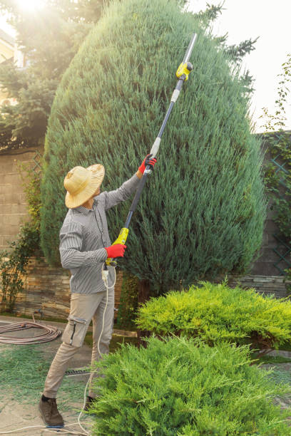 Best Tree Preservation Services  in Deforest, WI